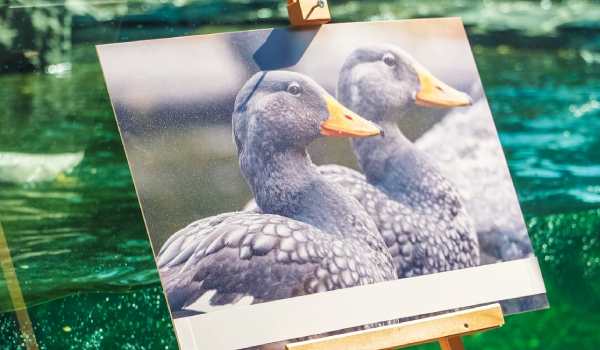 Prague Steamboats Company became the godfather and sponsor of steamer ducks in Prague Zoo